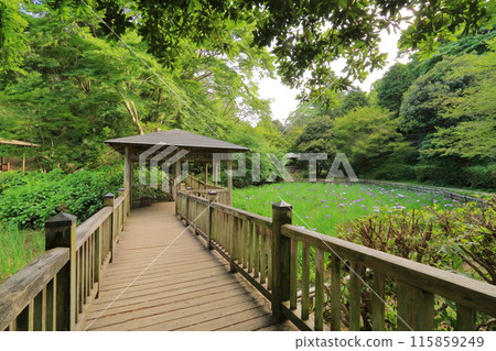 Kanagawa Prefecture, Kawasaki City, Ikuta Green Space 115859249