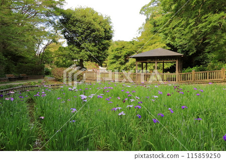 Kanagawa Prefecture, Kawasaki City, Ikuta Green Space 115859250