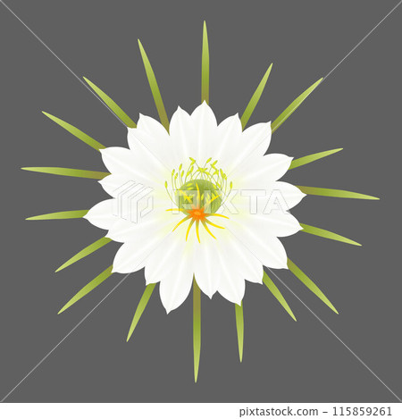 Big flower fruit pitahaya on a gray background. Big flower fruit pitahaya on a gray background. 115859261