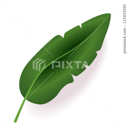 Green tropical banana leaf isolated on white background botanical nature foliage Green tropical banana leaf isolated on white background botanical nature foliage 115859395