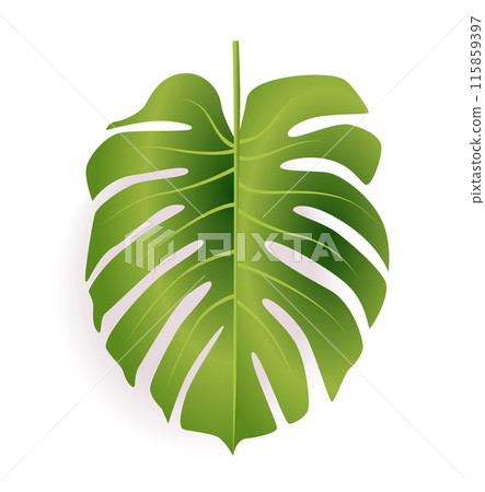 Green Monstera leaf with cutouts isolated on white background tropical plant botanical art 115859397