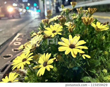 Flowers blooming along the road Flowers blooming along the road 115859429