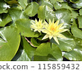 Yellow water lily flower 115859432