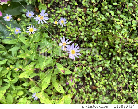 紫色的小花 紫色的小花 115859434
