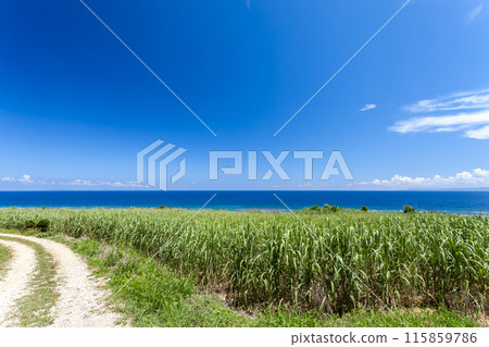 沖繩縣,海,藍天 沖繩縣,海,藍天 115859786