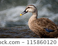 Spot-billed Ducks of Tama River 115860120