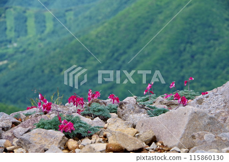 長野縣東禦市湯之丸高原池平濕地的荷包牡丹風景 115860130