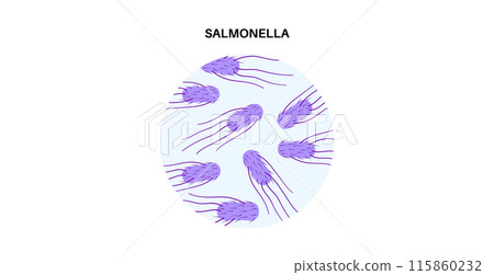 .Salmonella Typhimurium Cells 115860232