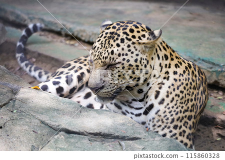 The leopard tiger is rest in rock garden 115860328