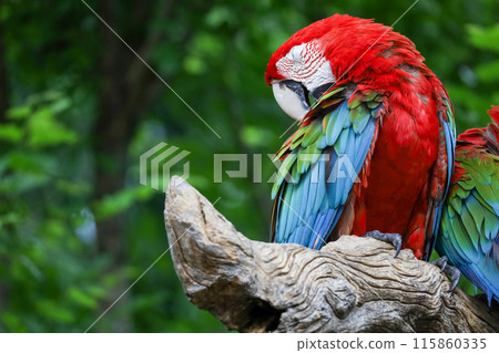 Close up head the red macaw parrot bird in garden 115860335