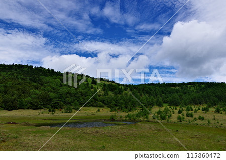 長野縣東禦市湯之丸高原池之平濕地風景 115860472
