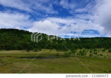 長野縣東禦市湯之丸高原池之平濕地風景 115860473