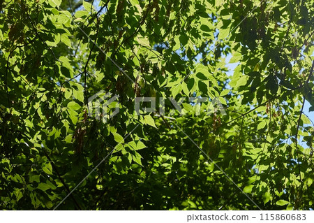 Spring Green Leaves 115860683