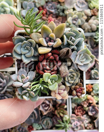 Little Succulent garden. Succulent Sedum, Adromischus, Pachiveria, Echeveria Plant Flower Rosette  115860911