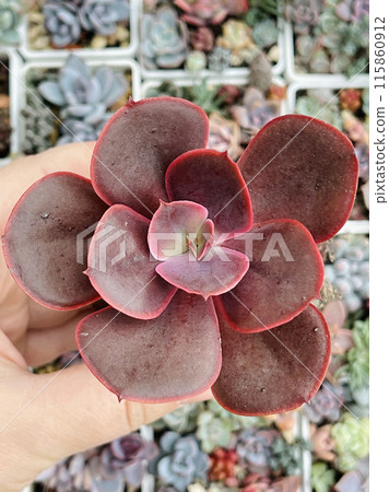 Echeveria Fireball. Succulent Echeveria Plant Flower Rosette on floral blossom greenery background Echeveria Fireball. Succulent Echeveria Plant Flower Rosette on floral blossom greenery background 115860912