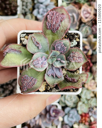 Echeveria Baron Bold. Succulent Echeveria Plant Flower Rosette  115860920