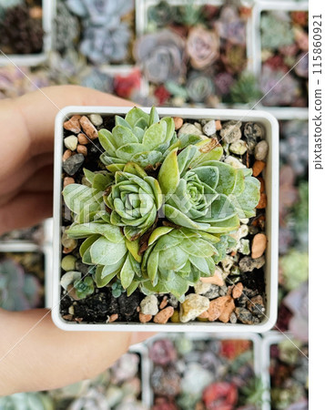 Greenovia aurea Gran Canaria Form. Succulent Echeveria Plant Flower Rosette  115860921