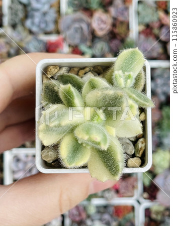 Variegated Bear Paw Cotyledon Tomentosa. Succulent Plant Flower Rosette  115860923