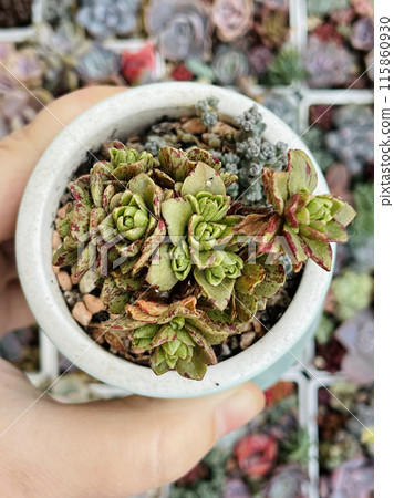 Aeonium Sedifolia Arnoldii Dwarf Aeonium. Succulent Plant Flower Rosette  115860930