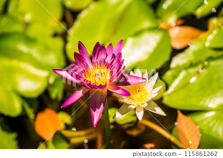 Mai Khao Beach Resort in Phuket Thailand 115861262