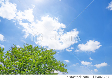 Clouds and trees in early summer 115861287