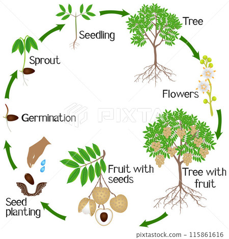 A growth cycle of a longan tree on a white background. 115861616