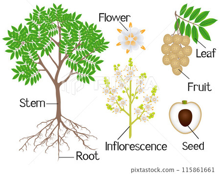 Parts of a longan plant on a white background. Parts of a longan plant on a white background. 115861661