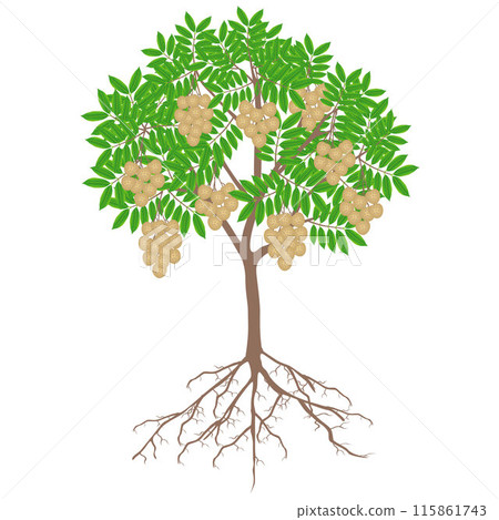Longan tree with fruit and roots on a white background. Longan tree with fruit and roots on a white background. 115861743
