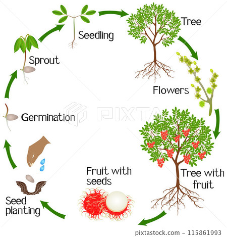 A growth cycle of a rambutan tree on a white background. 115861993