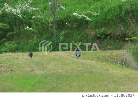 Back view of a pair of pheasants walking together Back view of a pair of pheasants walking together 115862024