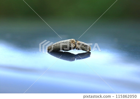 Click beetle performing death feigning behavior 115862050