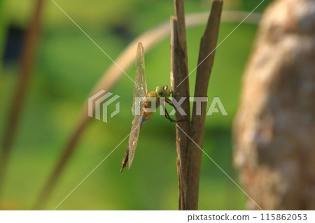 A white-tailed dragonfly resting A white-tailed dragonfly resting 115862053