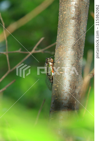 Cicada in the meal 115862062