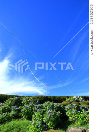 七月繡球花盛開的野呂山 七月繡球花盛開的野呂山 115862106