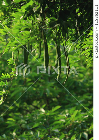 紫藤(紫藤花)果實 紫藤(紫藤花)果實 115862111