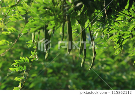 紫藤(紫藤花)果實 紫藤(紫藤花)果實 115862112