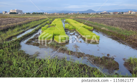 水稻種植前的水稻幼苗 115862177