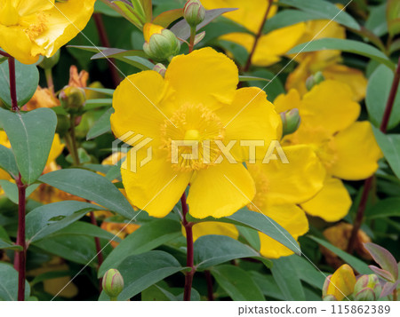 Hypericum patulum yellow flower closeup Hypericum patulum yellow flower closeup 115862389