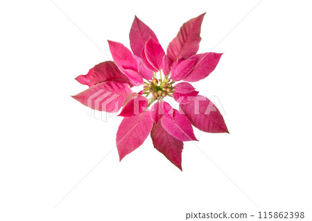 Poinsettia Christmas flower or euphorbia pulcherrima isolated on white 115862398