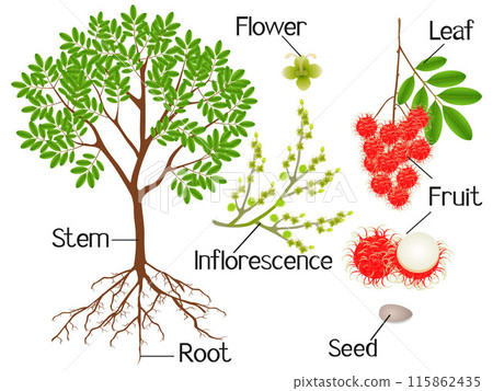 Parts of a rambutan plant on a white background. 115862435