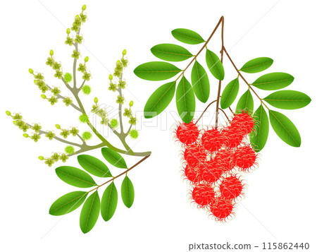 Flowers and berries rambutan isolated on white background. Flowers and berries rambutan isolated on white background. 115862440