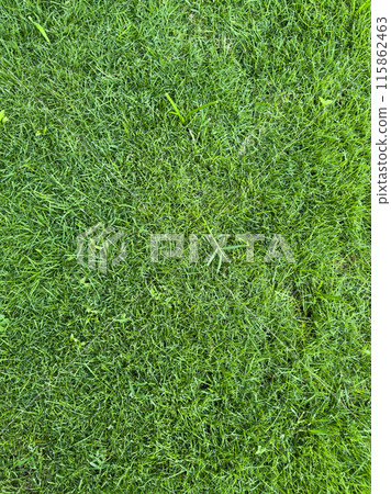 Texture of green field grass 115862463