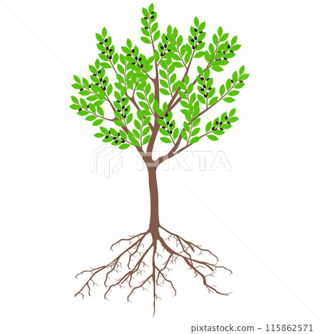 Laurel tree with fruits and roots on a white background. Laurel tree with fruits and roots on a white background. 115862571