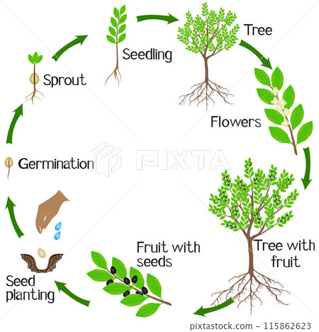 A growth cycle of a laurel plant on a white background. 115862623