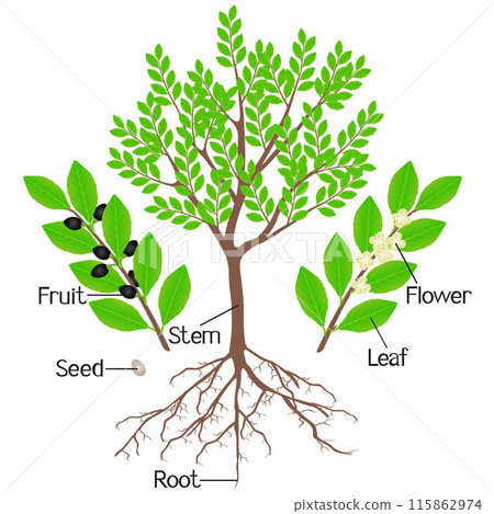 Parts of a laurel plant on a white background. 115862974