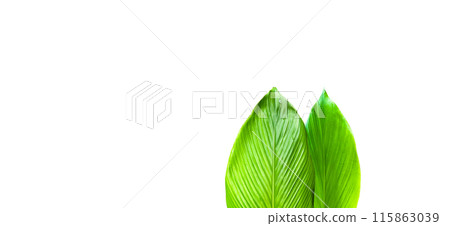 A cut-out of a turmeric leaf on a white background with clipping paths. A cut-out of a turmeric leaf on a white background with clipping paths. 115863039