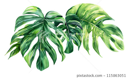 philodendron red anderson variegata Philodendron Red Anderson House Plant 6cm Pot – Plants For All Seasons