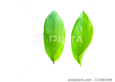 A cut-out of a turmeric leaf on a white background with clipping paths. 115863069