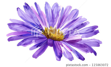 A beautiful purple aster flower in watercolor painting style on a transparent background. Isolated of botanical flowers and leaves for decoration elements in vivid colors. 115863072