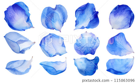 Set of isolated blue rose petals in watercolor painting style on a transparent background. Set of isolated blue rose petals in watercolor painting style on a transparent background. 115863096